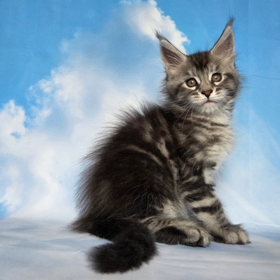 Maine Coon NOV Quelea