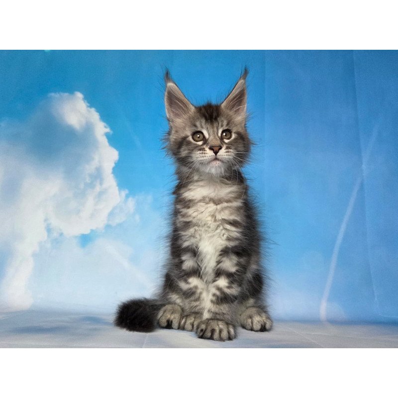 Maine Coon NOV Quelea