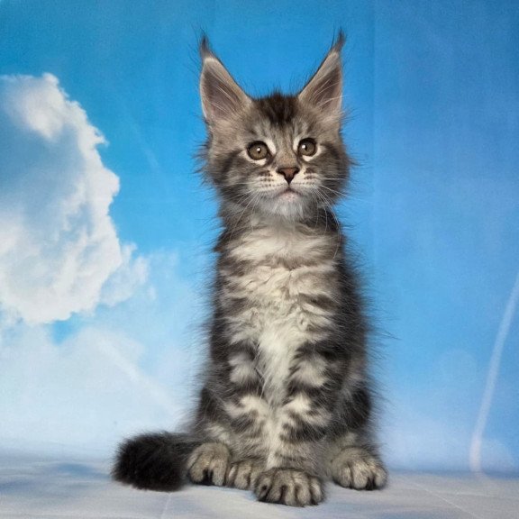 Maine Coon NOV Quelea
