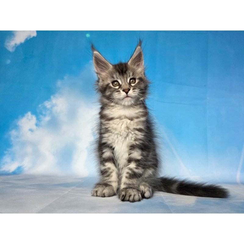 Maine Coon NOV Quelea