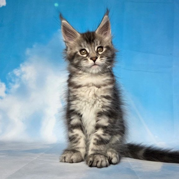 Maine Coon NOV Quelea