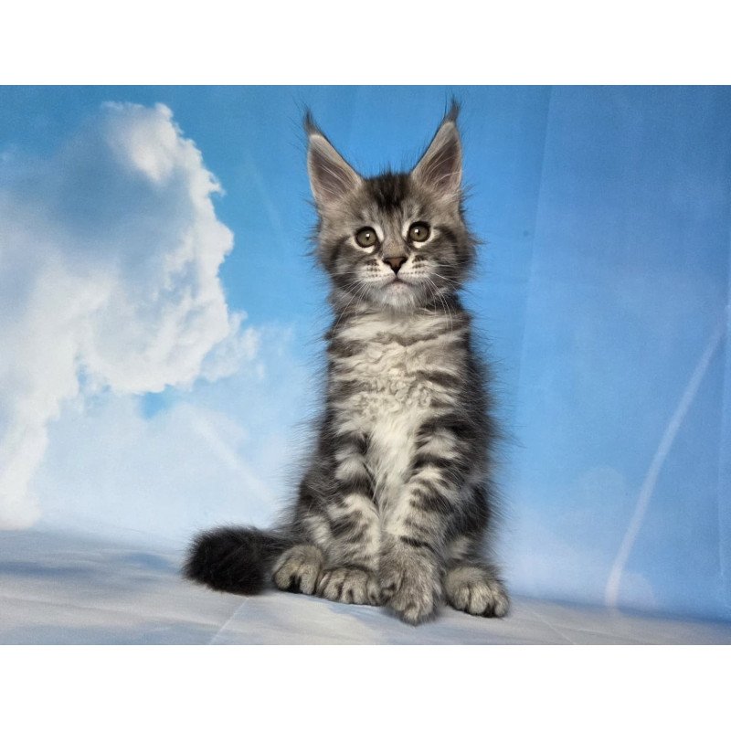 Maine Coon NOV Quelea