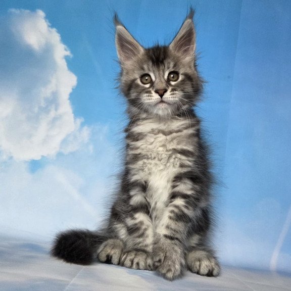 Maine Coon NOV Quelea