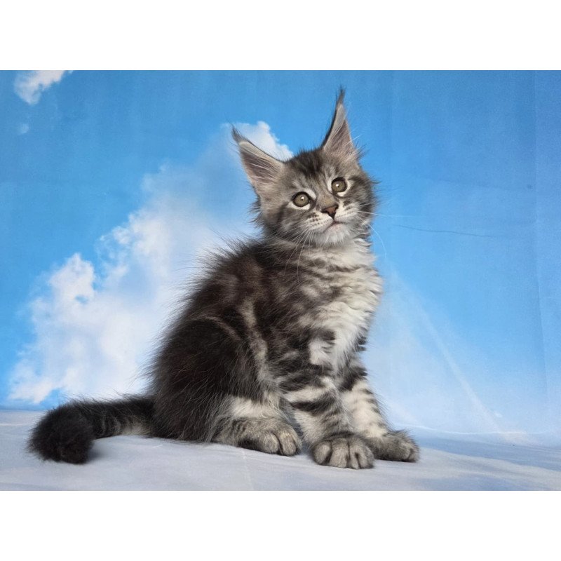Maine Coon NOV Quelea