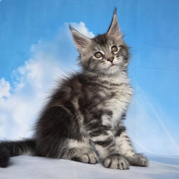 Maine Coon NOV Quelea