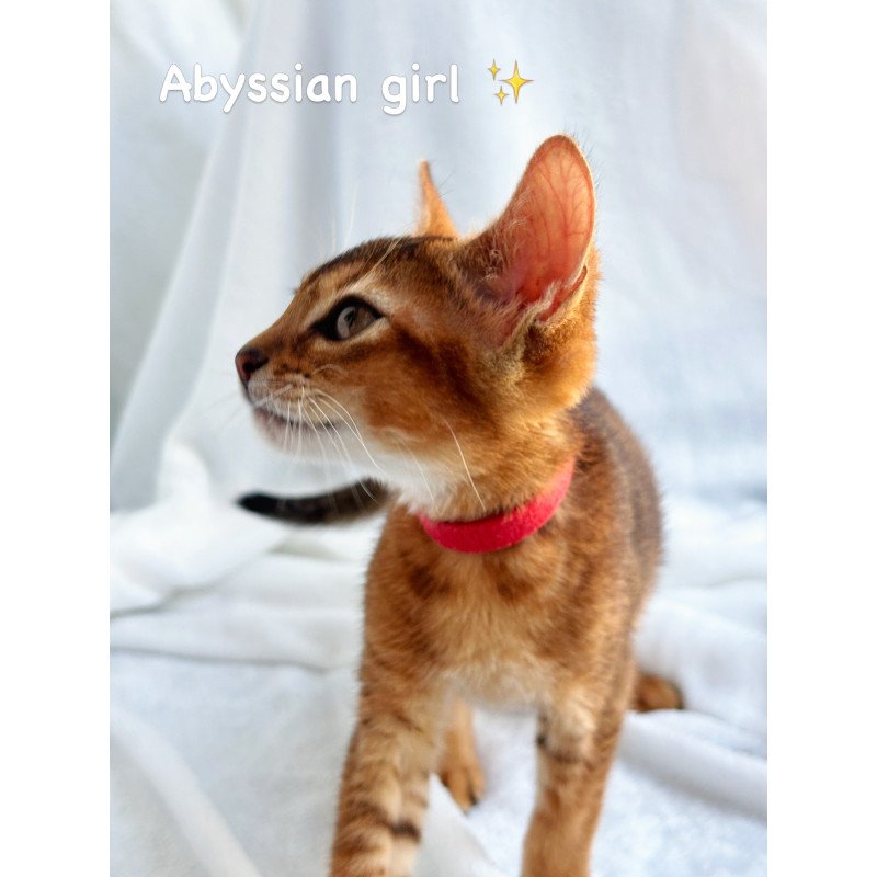 Abyssinian NOV Sara