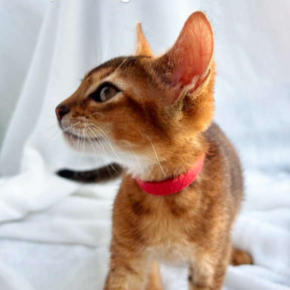 Abyssinian NOV Sara