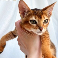 Abyssinian NOV Sara