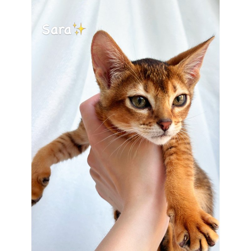 Abyssinian NOV Sara