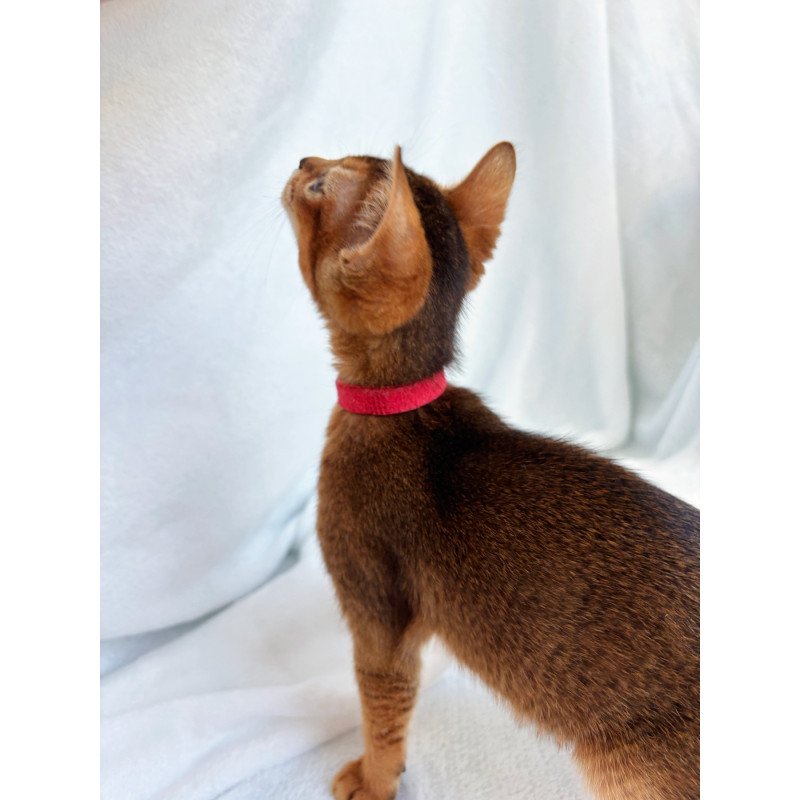 Abyssinian NOV Sara