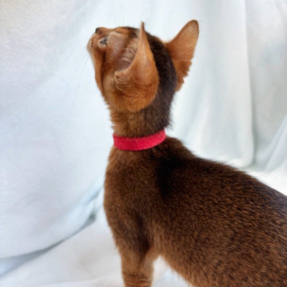 Abyssinian NOV Sara