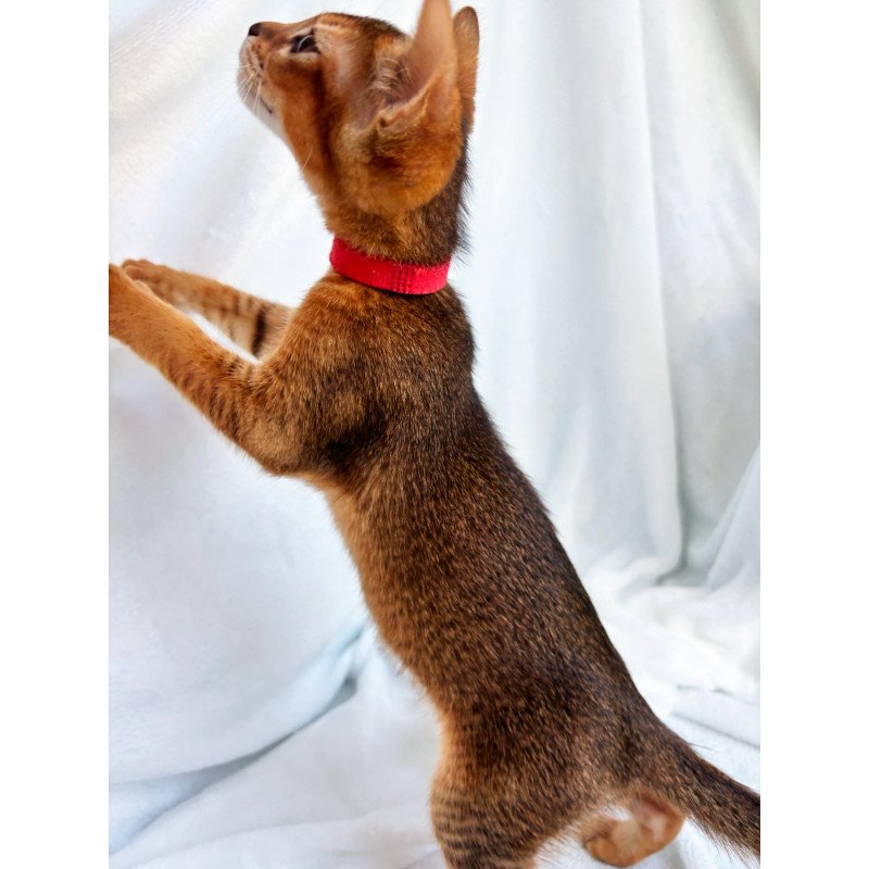 Abyssinian NOV Sara