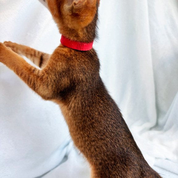Abyssinian NOV Sara