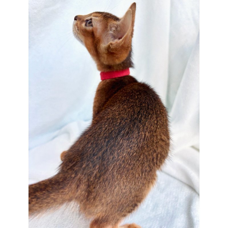 Abyssinian NOV Sara