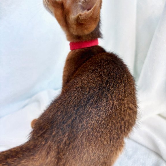 Abyssinian NOV Sara