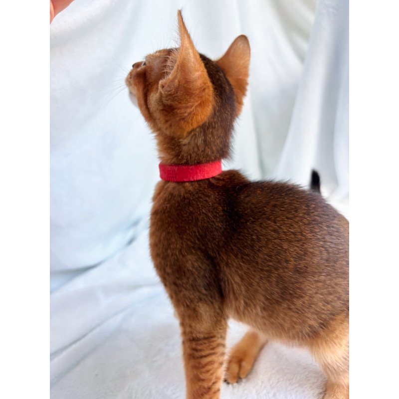 Abyssinian NOV Sara