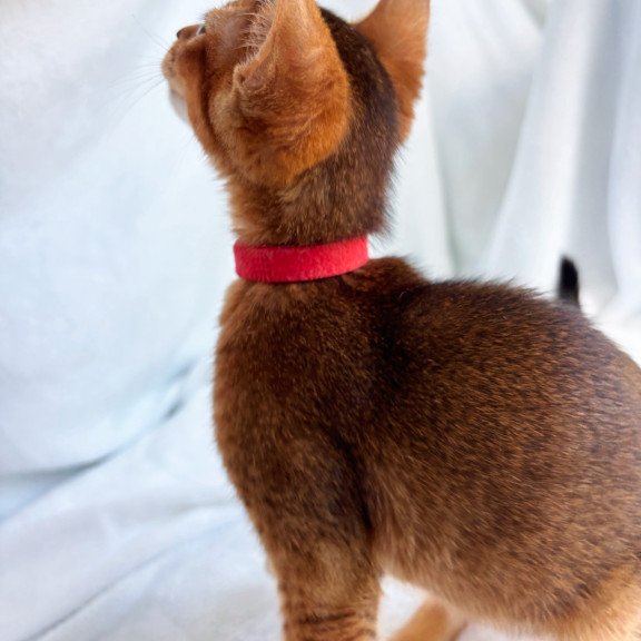 Abyssinian NOV Sara
