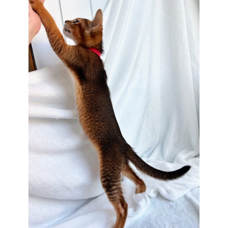 Abyssinian NOV Sara