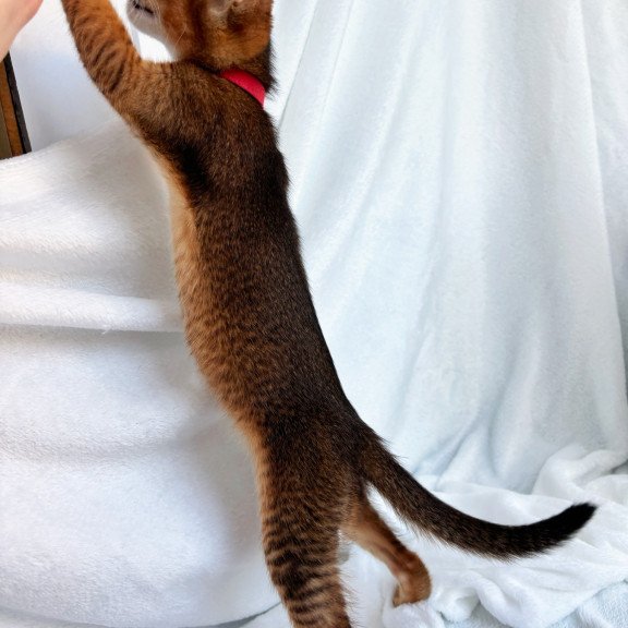 Abyssinian NOV Sara