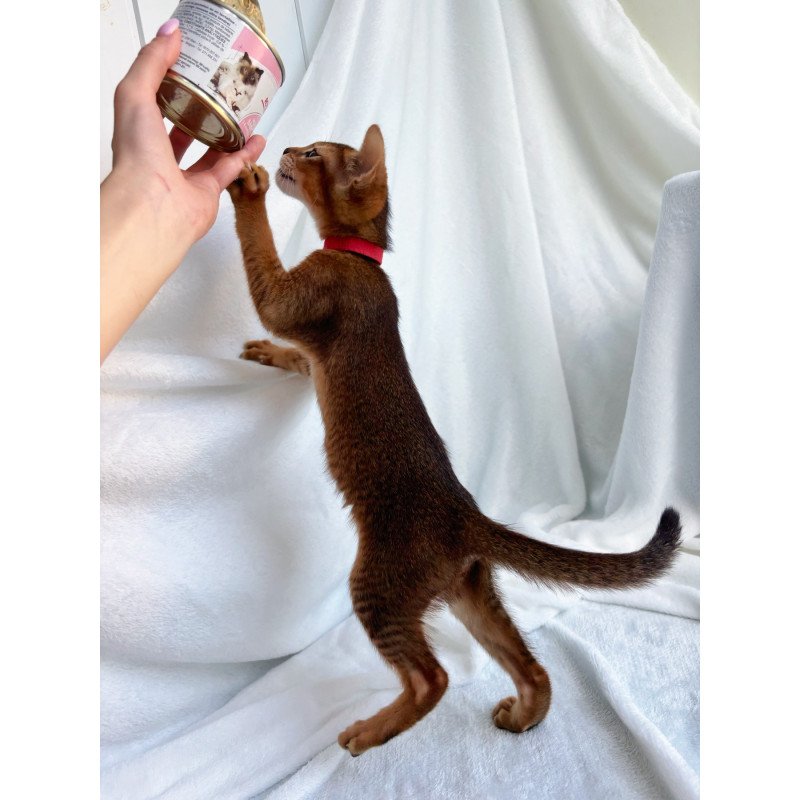 Abyssinian NOV Sara