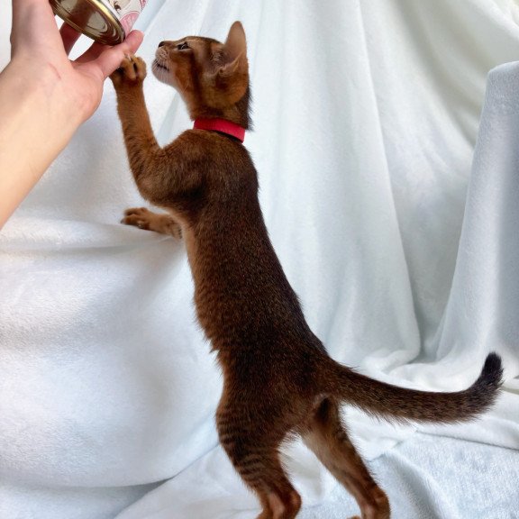 Abyssinian NOV Sara