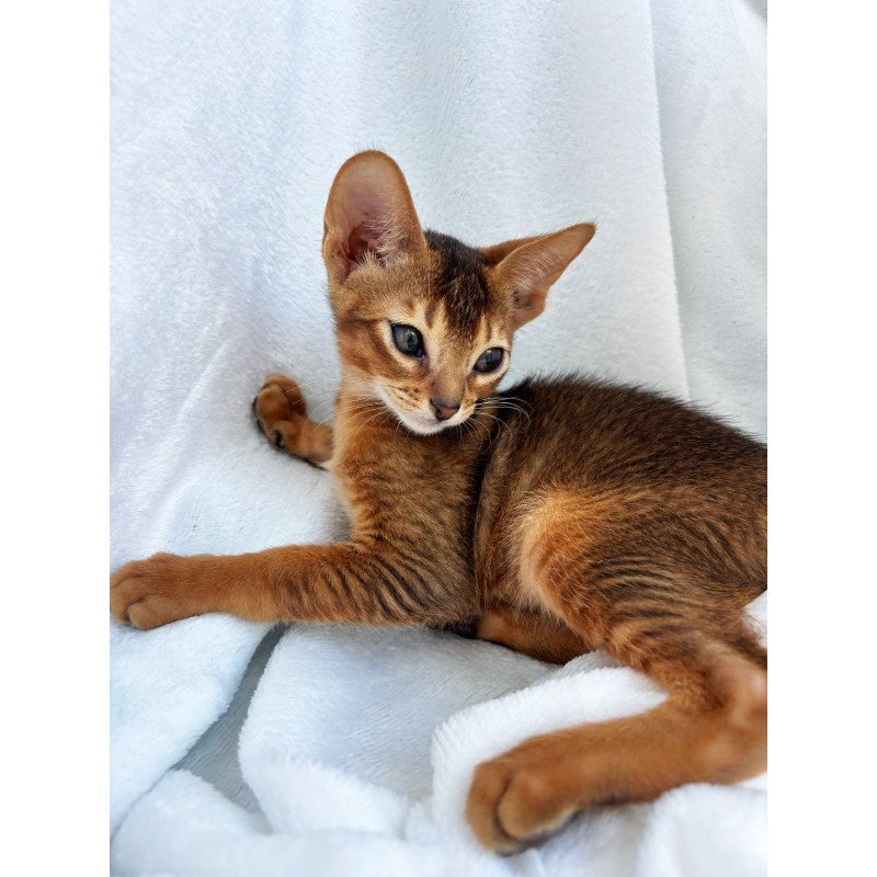 Abyssinian NOV Saimon