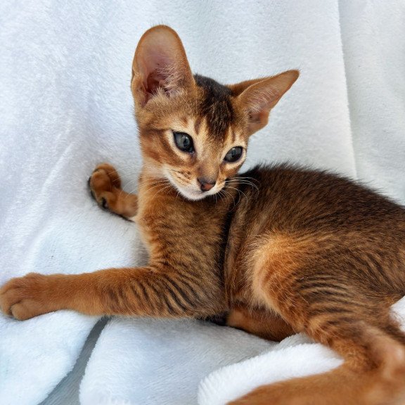Abyssinian NOV Saimon