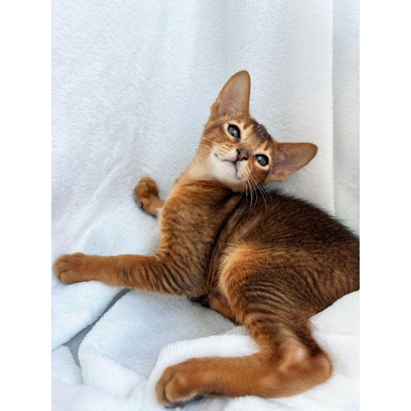 Abyssinian NOV Saimon