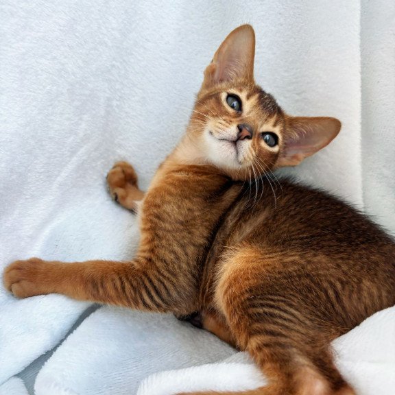 Abyssinian NOV Saimon