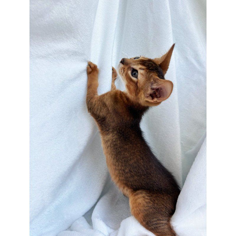 Abyssinian NOV Saimon