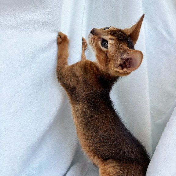 Abyssinian NOV Saimon