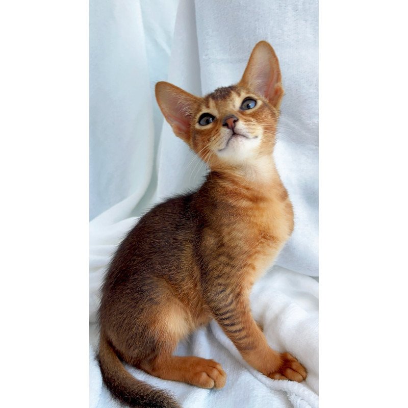 Abyssinian NOV Saimon