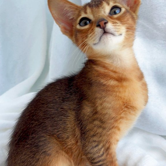 Abyssinian NOV Saimon