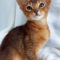 Abyssinian NOV Saimon
