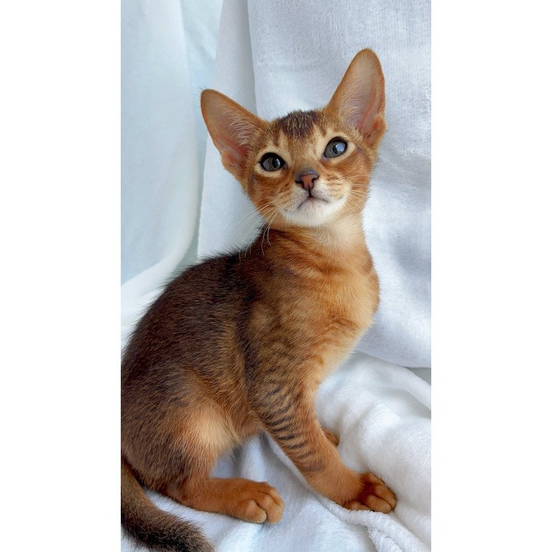 Abyssinian NOV Saimon