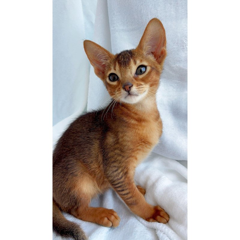 Abyssinian NOV Saimon