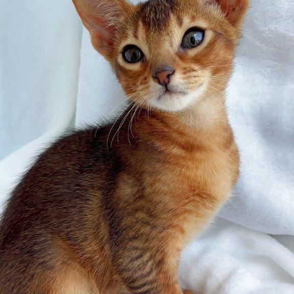 Abyssinian NOV Saimon