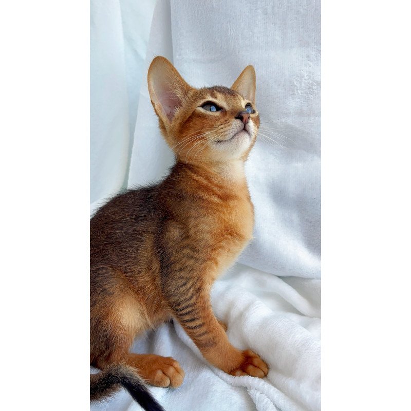 Abyssinian NOV Saimon