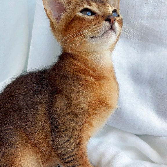 Abyssinian NOV Saimon