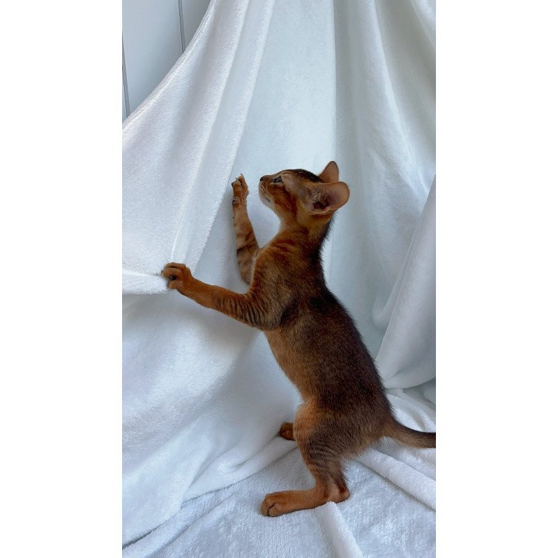Abyssinian NOV Saimon