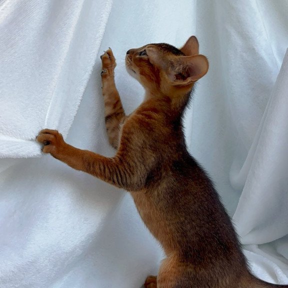 Abyssinian NOV Saimon