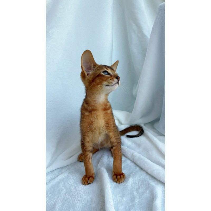 Abyssinian NOV Saimon