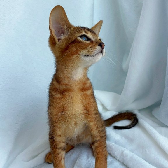 Abyssinian NOV Saimon