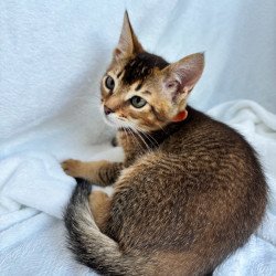Abyssinian NOV Susie