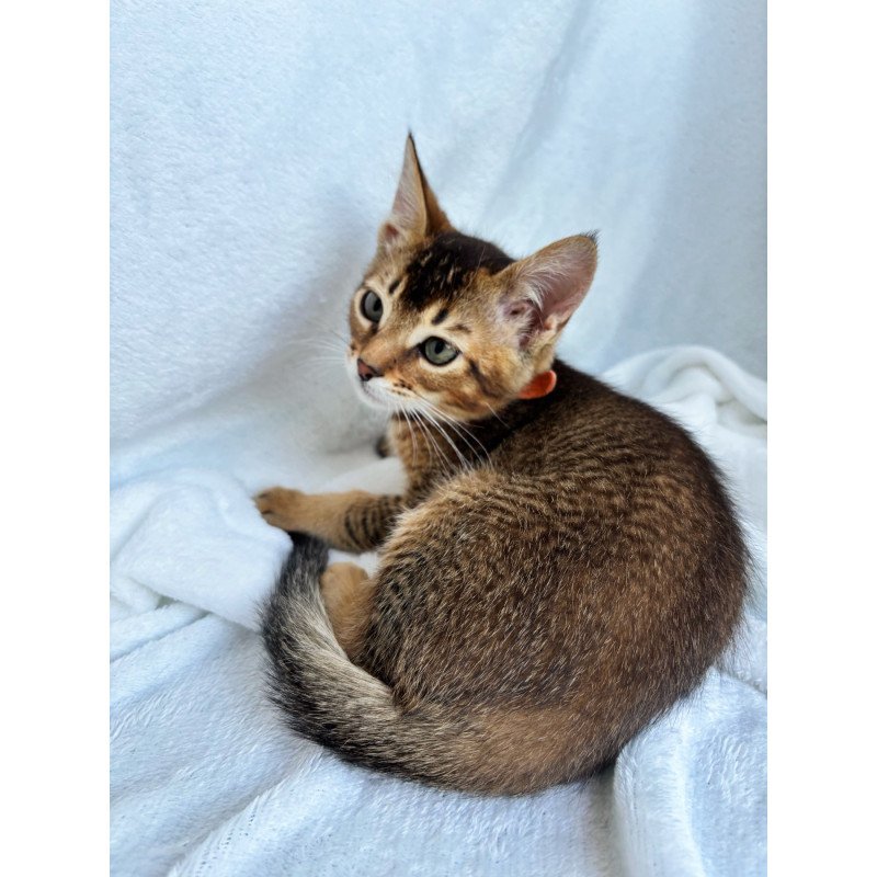 Abyssinian NOV Susie