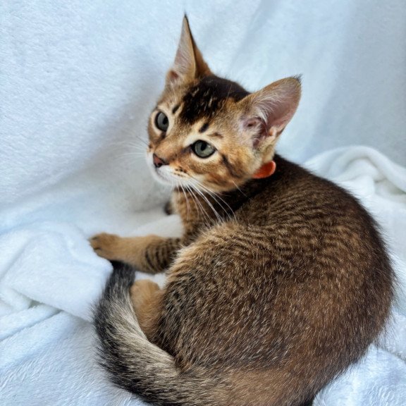 Abyssinian NOV Susie