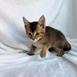 Abyssinian NOV Susie