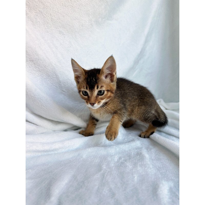 Abyssinian NOV Susie