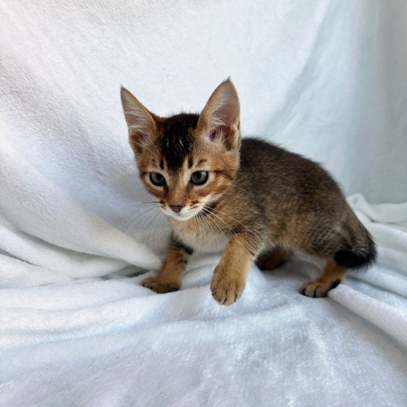 Abyssinian NOV Susie
