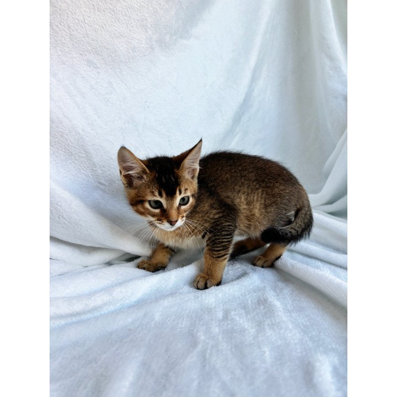 Abyssinian NOV Susie